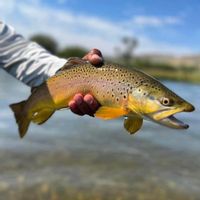 Bitterroot River guided fly fishing trip