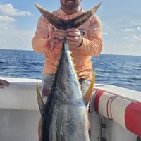 Caña Brava
