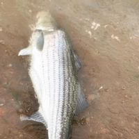 Striped Bass Surf Fishing