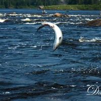 Wild Atlantic Salmon ( Nova Scotia)