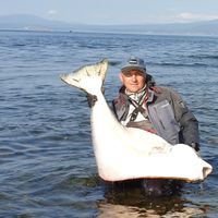 Bluefin and Halibut Fishing on Sakhalin and Kuril Islands