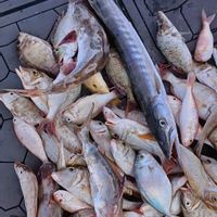 Catch , Eat and Love