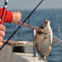 Cascais: Private Fishing Tour