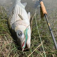 Striped Bass and trout fishing