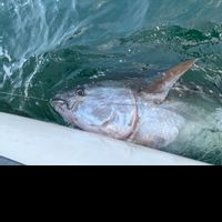 Giant Bluefin Tuna charters
