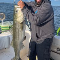 Spring Striped Bass