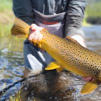 Jefferson River Guided Fly Fishing