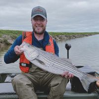 Striped Bass of the Stewiacke