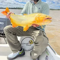 Golden Dorado Fishing