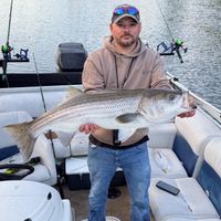 4hr Hybrid and Striped Bass Charter