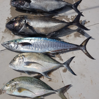 Golden Point Fishing Charters