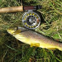 Fishing in streams and high-altitude trout lakes in the Pyrenees