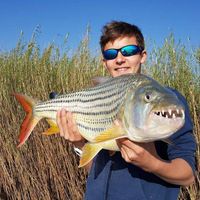 Tiger fishing on the Upper Zambezi River!