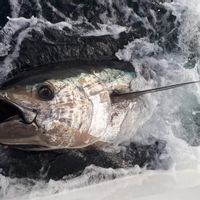 Tuna fishing in Donegal, Ireland