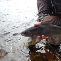 Rajamaa - Fishing in Lapland