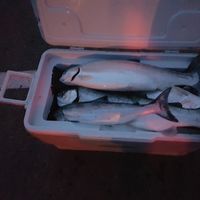 Lake Ontario Salmon and Trout