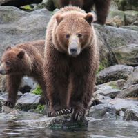 All-inclusive Alaskan Charter Yacht