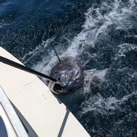 Macaronesia charter (La Gomera, Canary)