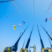 Cabo San Lucas Sportfishing