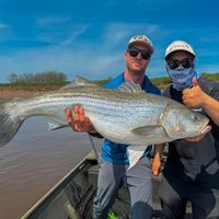 Striped bass fishing