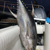 Sport fishing San Jose del Cabo