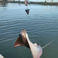 Leopard Shark and Bat Ray