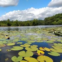 Fishing pike in private pond