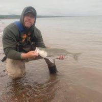 Striped Bass Surf Fishing