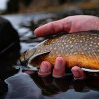 Big Hole River Guided Fly Fishing