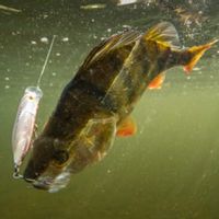 Fishing pike in private pond