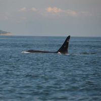 Puget Sound Salmon Fishing