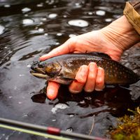 Fly Fishing Guiding & Lessons