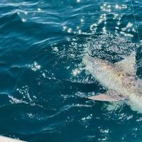 4 hour guided fishing charter