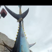 Tuna Fishing Full Day (8 hrs)