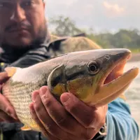 Amazon Dorados flyfishing in Ecuador