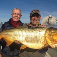 Dorado Fishing in Argentina