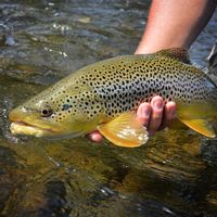 Yellowstone River Guided Fly Fishing