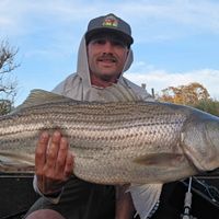 Striped bass fishing