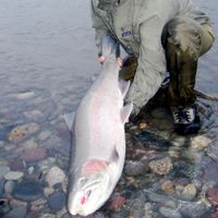 Skeena Wilderness Fishing Charters