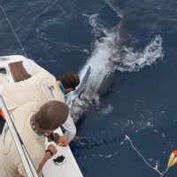 Macaronesia charter (La Gomera, Canary)