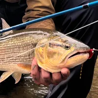 Amazon Dorados flyfishing in Ecuador