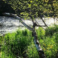 Walk & Wade Fly Fishing on River Philip