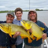 Golden Dorado Fishing on the Parana River