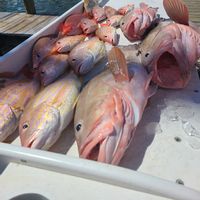Offshore Inshore and custom trips