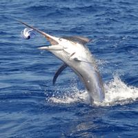 Full Day Fishing in Mauritius