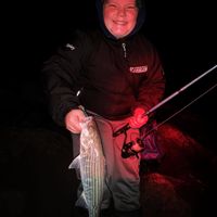 Striped Bass Surf Fishing
