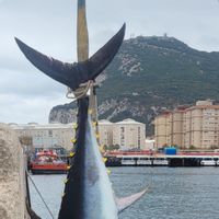 Tuna Fishing Full Day (8 hrs)