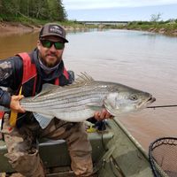 Stewiacke River Striped Bass