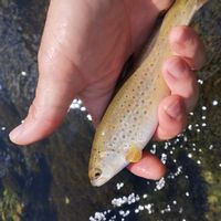 Fishing trout