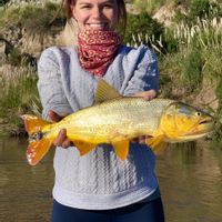 Golden Dorado Fishing on the Parana River